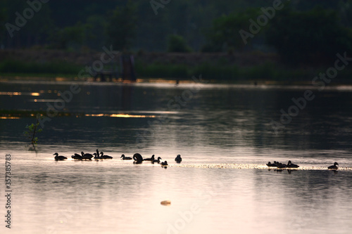 a flock of Lesser Whistling Duck is swimming on a water