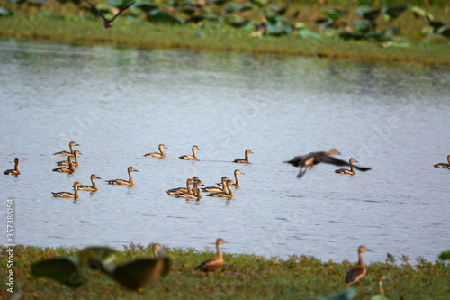 a flock of Lesser Whistling Duck is swimming on a water