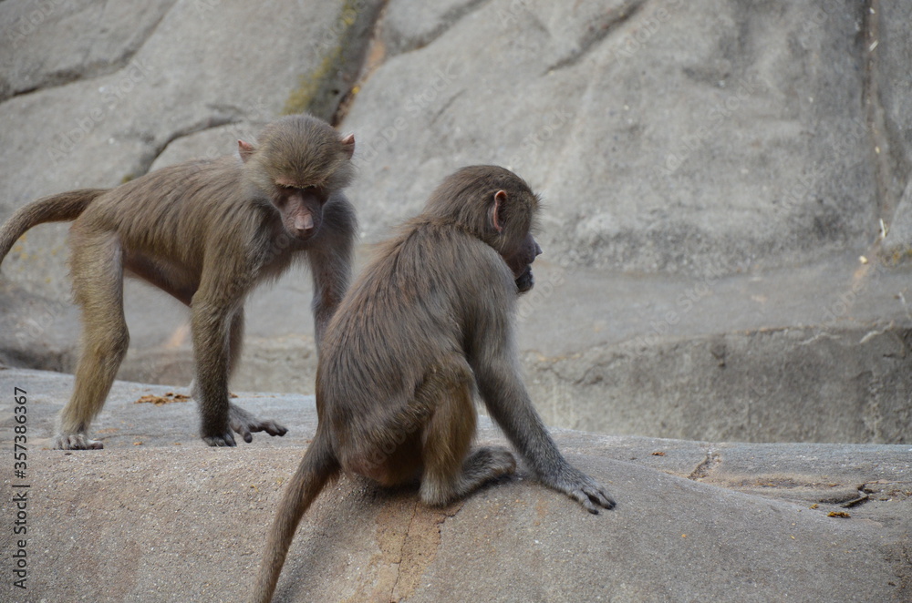 Wild Hamadryas baboon, zoo of Frankfurt (Germany) Wild Hamadryas baboon, zoo of Frankfurt (Germany)