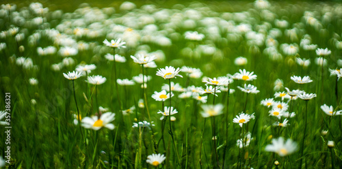 Fototapeta Naklejka Na Ścianę i Meble -  White daisies in the wild field