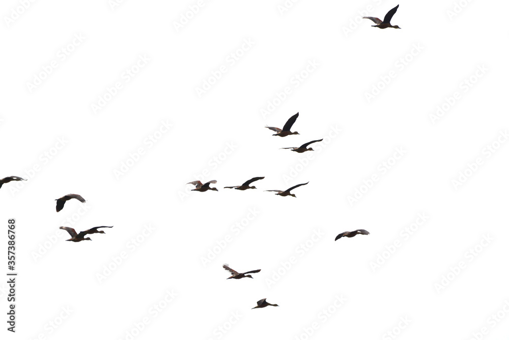 a flock of Lesser Whistling Duck is flying a flock of Lesser Whistling Duck is flying