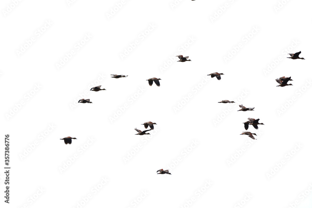 Obraz premium a flock of Lesser Whistling Duck is flying