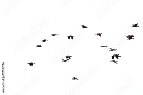 a flock of Lesser Whistling Duck  is flying © pangcom