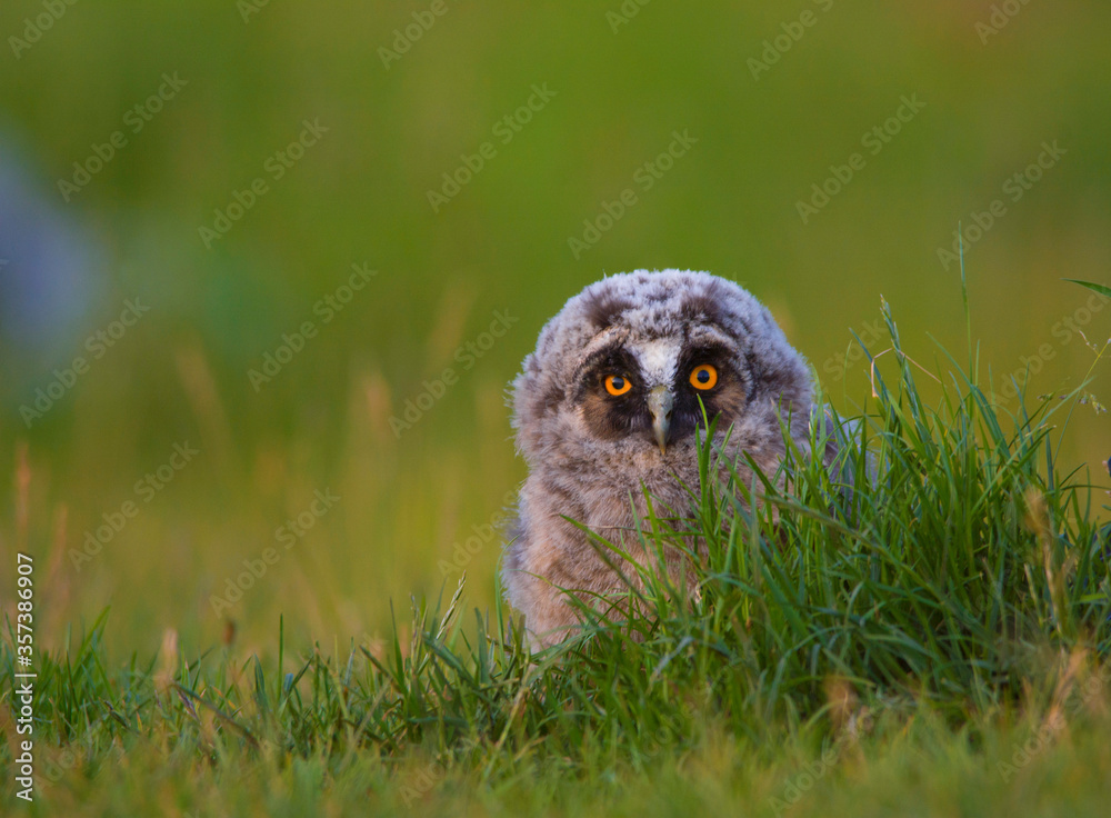 Baby cute owl waiting Baby cute owl waiting
