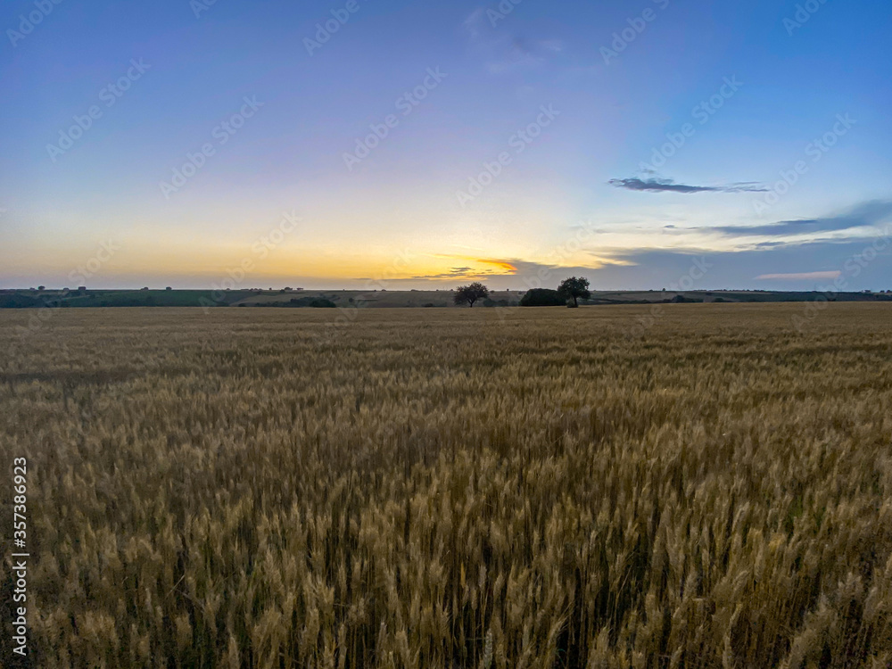 Obraz premium Sunset and wheat spike