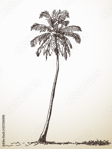 palm tree
