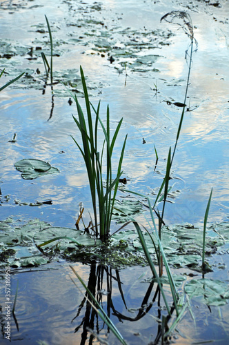 Coastal sedge on the river in the rays of the setting sun. Summer in the foothills of the Western Urals.