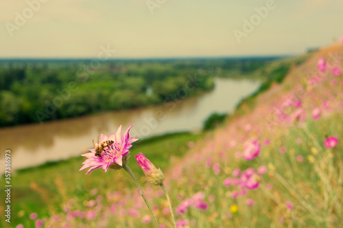 spring flowers  river and bee colorized