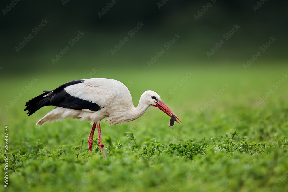 Fototapeta premium White stork (Ciconia ciconia) with a common vole (Microtus arvalis) in its beak. Bird while hunting for food. Wild scene from nature. Birds help reduce rodents in the fields.