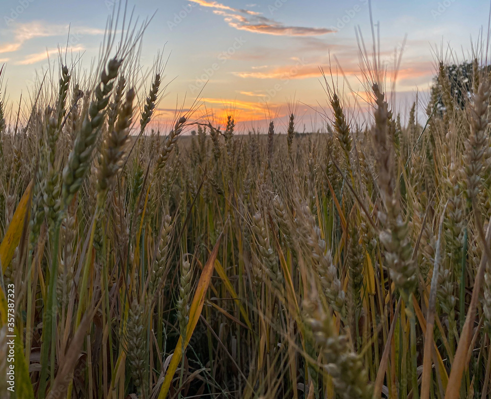 Sunset and wheat spike Sunset and wheat spike