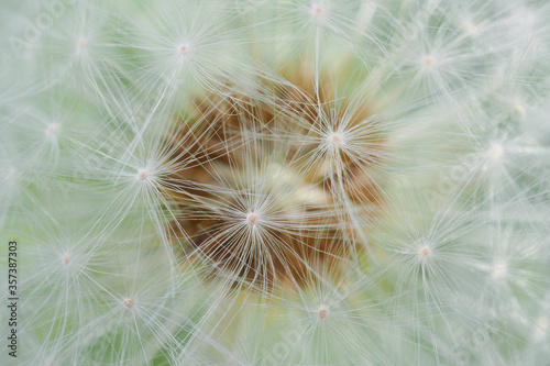 White dandelion head with seeds close-up. Summer floral background. Airy and fluffy wallpaper. Horizontal shot. Macro