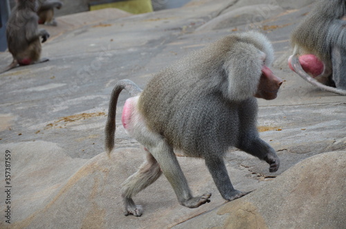 Wild Hamadryas baboon, zoo of Frankfurt (Germany) photo