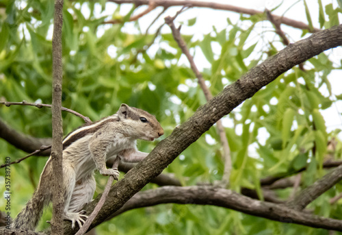Images for Squirrel climbing up the branch of tree. © tanmoythebong