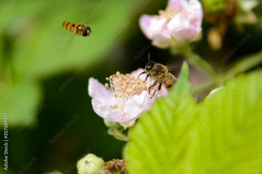 Une abeille sur une fleur et une autre qui la rejoint Une abeille sur une fleur et une autre qui la rejoint