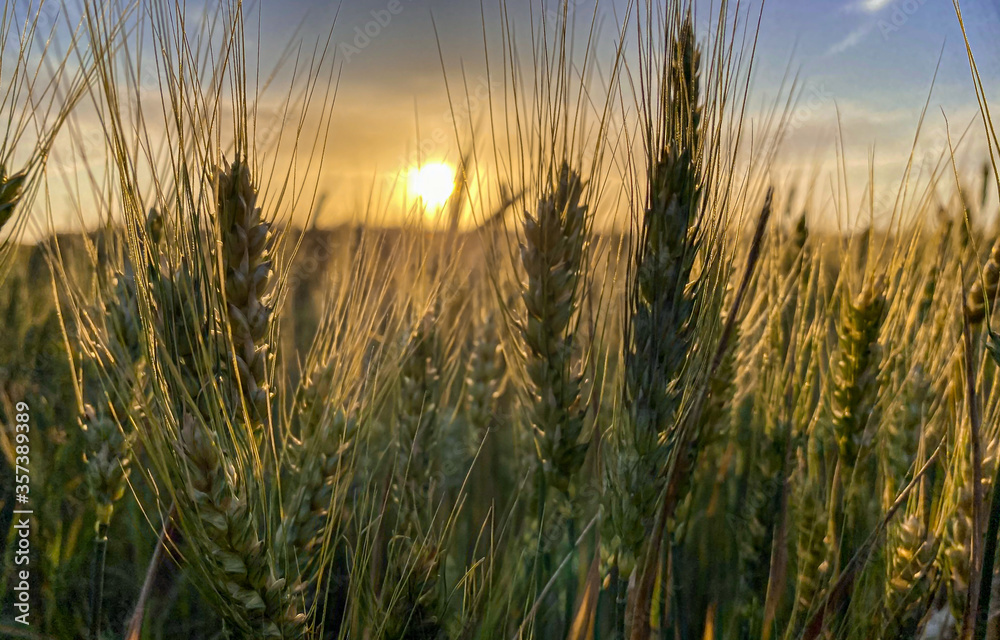 Fototapeta premium Sunset and wheat spike