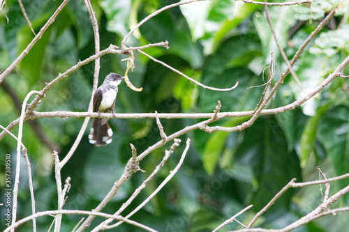 fantails is on a branch photo
