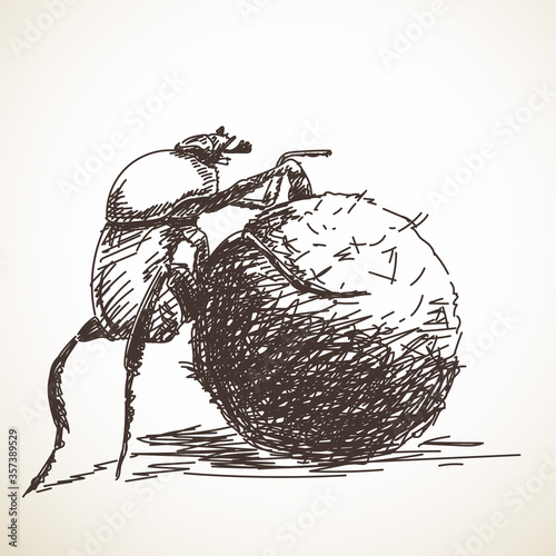 dung beetle