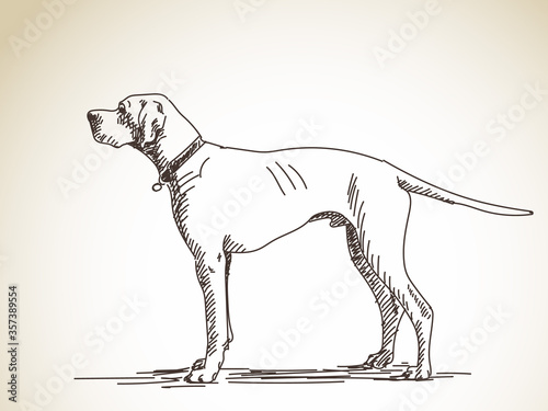 dog