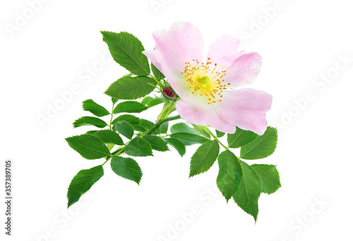 Rosehip flower isolated on white background. Rosa canina, commonly known as the dog rose.