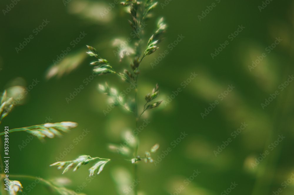 blurred green background from spikelets of plants blurred green background from spikelets of plants