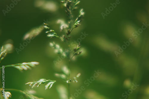  blurred green background from spikelets of plants
