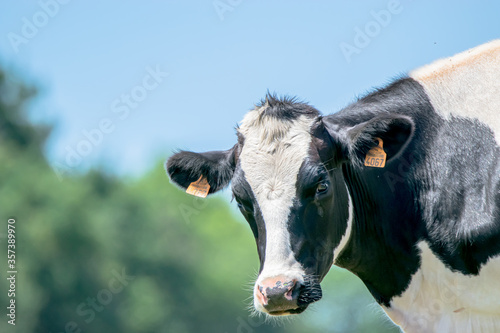 Loire-Atlantique, France, June 2020: photo of a head of a Norman cow in the marshes of Sainte Lumine de Coutais.