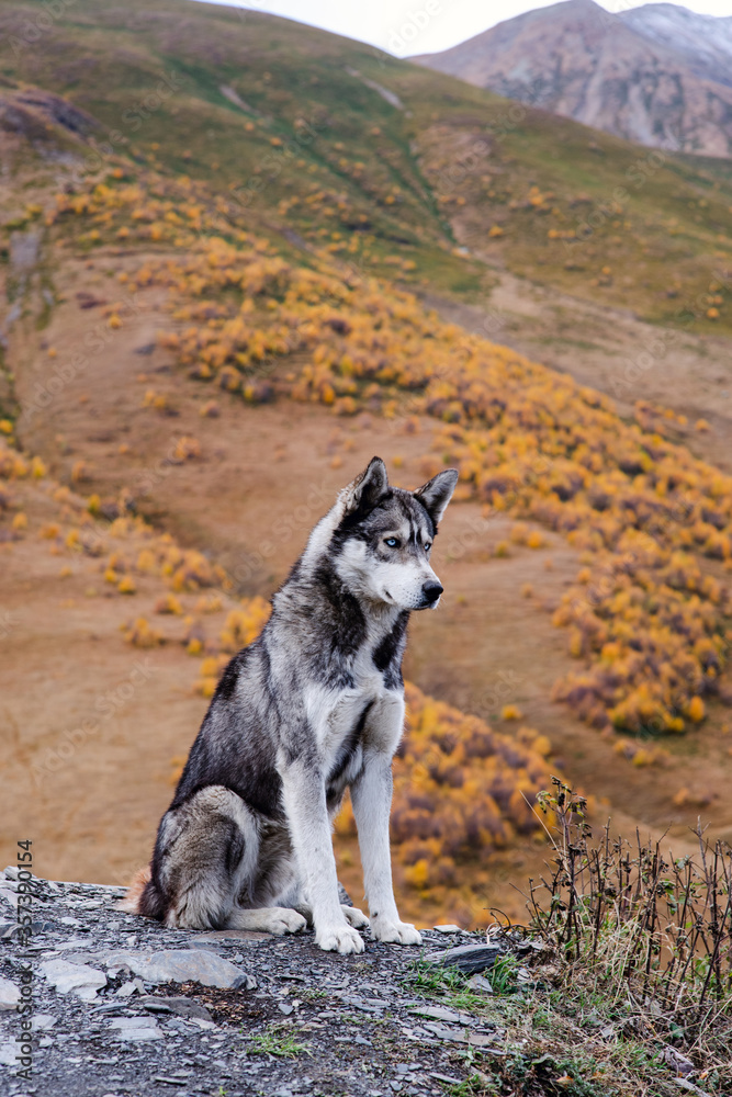 Fototapeta premium Siberian husky dog mountain Georgia Autumn