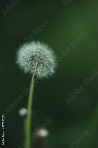  background  one fluffy blurred white dandelion
