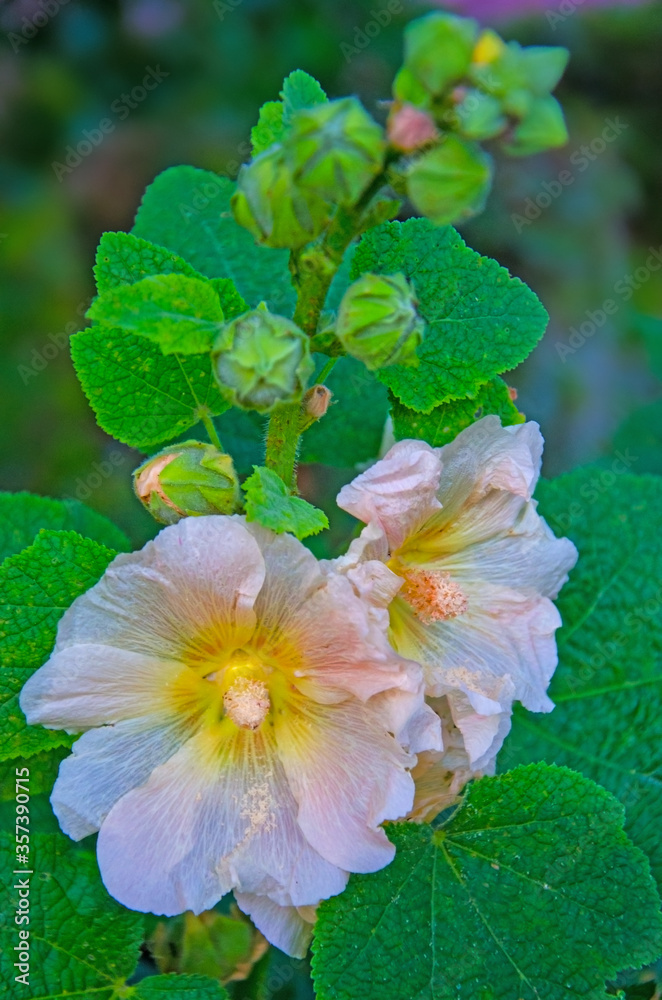  mallows, white mallow flowers on a green leaves background