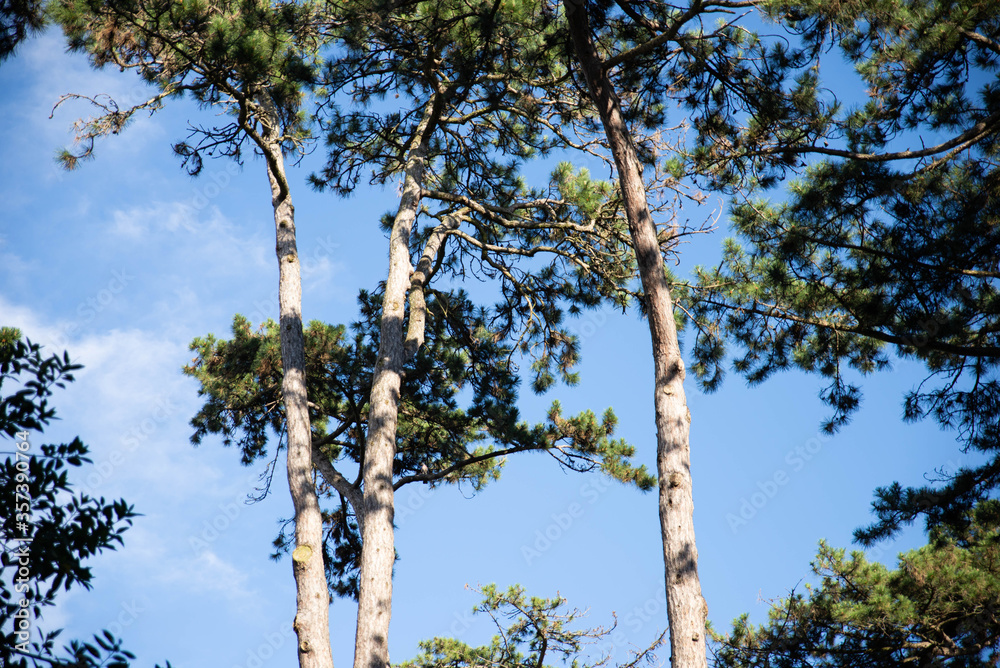 Fototapeta premium arbres dans le ciel