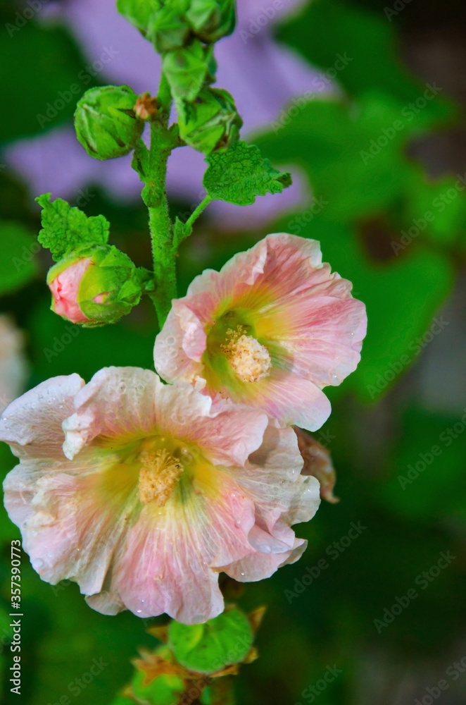 mallows, pink mallow flowers on a green leaves background mallows, pink mallow flowers on a green leaves background