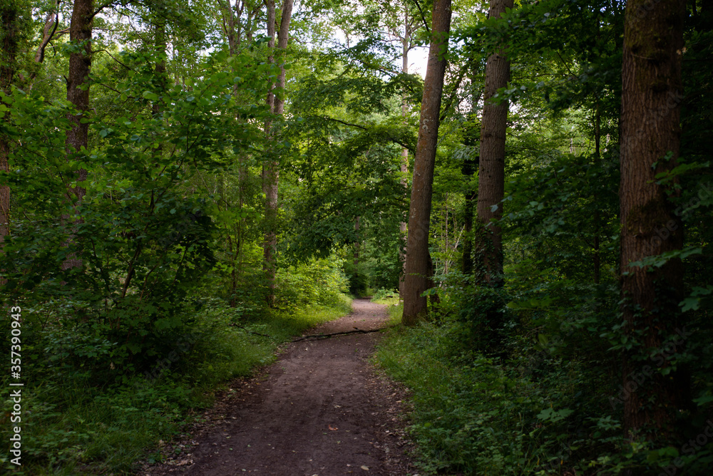 Chemin de terre dans la foret