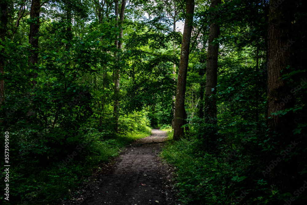 Chemin de terre avec des arbres dans l'ombre Chemin de terre avec des arbres dans l'ombre