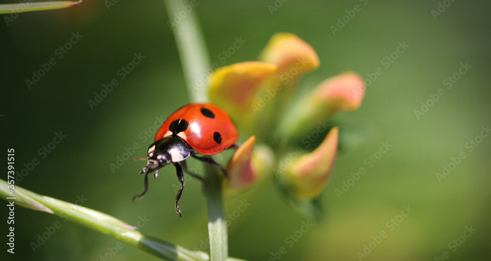 Ladybug 8502