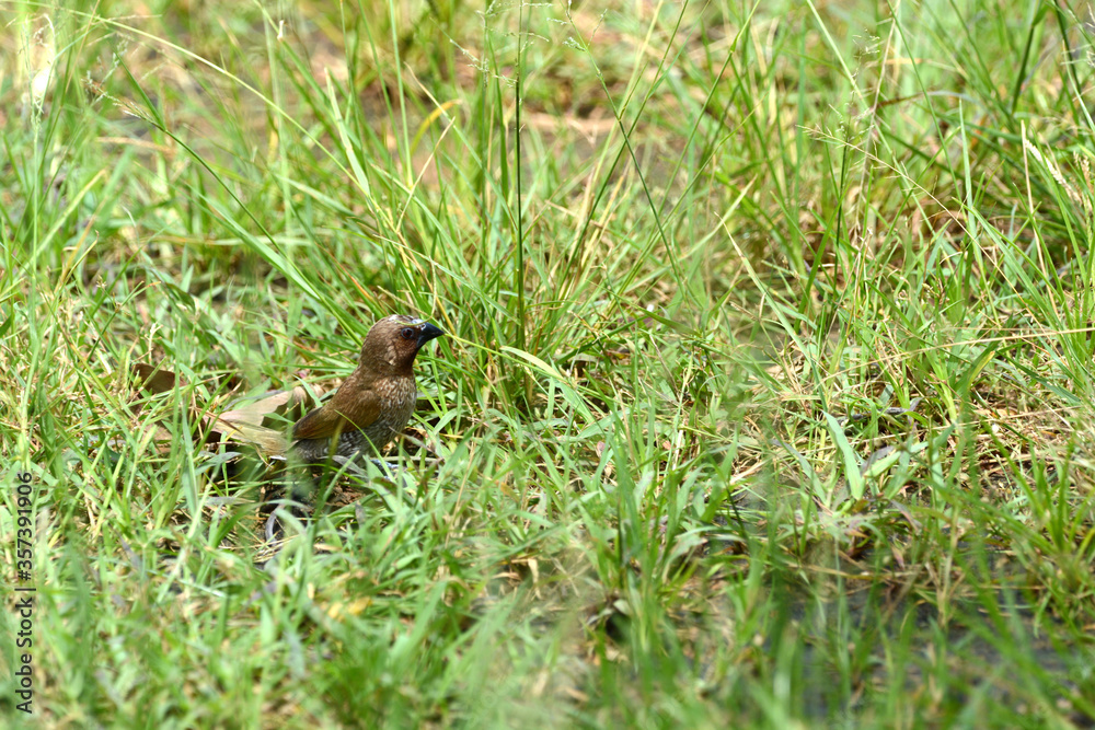 Java Sparrow is on a grass