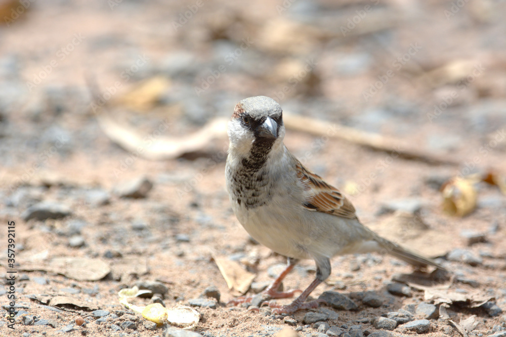 Obraz premium Java Sparrow is on a ground