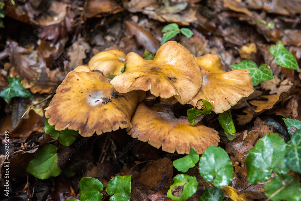 mushroom in forest with nature background mushroom in forest with nature background