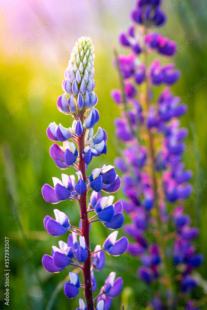 Obraz premium Lupine flowers blooming on a summer meadow