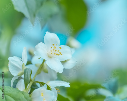 bush blooming jasmine close-up. background with Jasmine flowers. © Nataliya