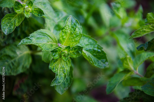 peppermint in nature, close-up of green mint photo