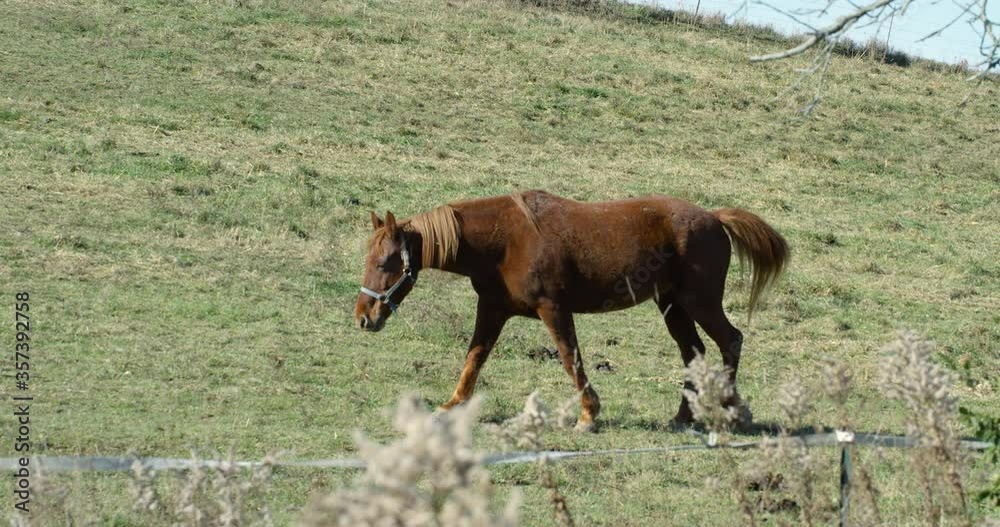 Brown horse walking through fenced field - wide tracking view Brown horse walking through fenced field - wide tracking view