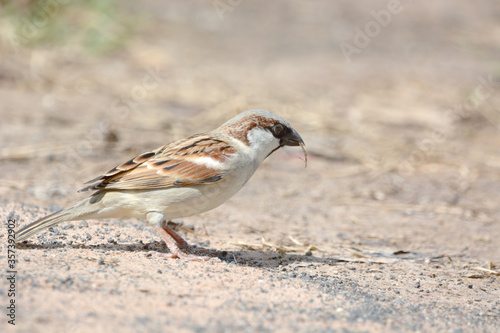 Java Sparrow is on a ground 