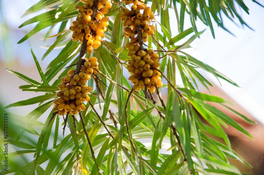 sea buckthorn, ripe sea buckthorn berries between green leaves sea buckthorn, ripe sea buckthorn berries between green leaves