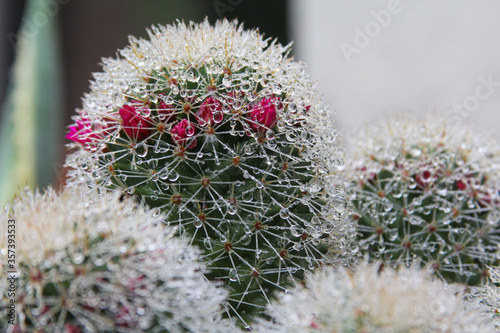 mammilaria kaktus mit pinfarbenen blüten nach einem sommerregen voller wassertropfen close up