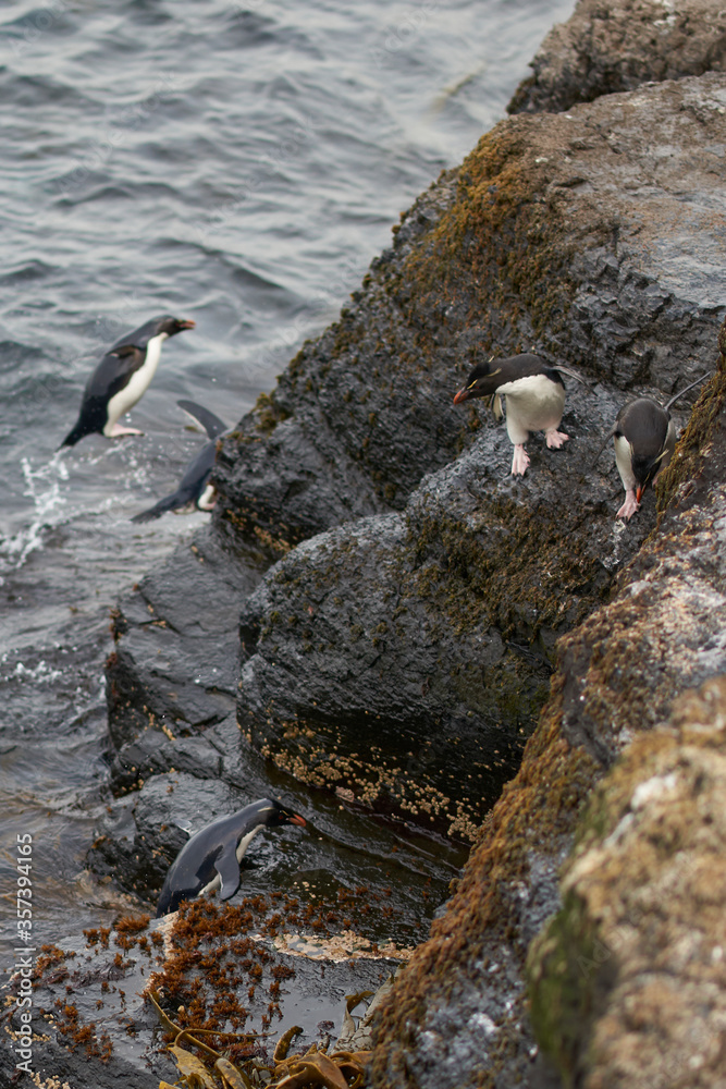 Southern Rockhopper Penguins (Eudyptes chrysocome) coming ashore on the rocky cliffs of Bleaker Island in the Falkland Islands Southern Rockhopper Penguins (Eudyptes chrysocome) coming ashore on the rocky cliffs of Bleaker Island in the Falkland Islands