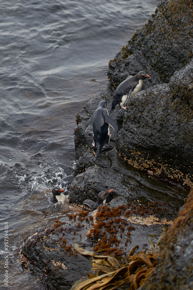 Obraz premium Southern Rockhopper Penguins (Eudyptes chrysocome) coming ashore on the rocky cliffs of Bleaker Island in the Falkland Islands