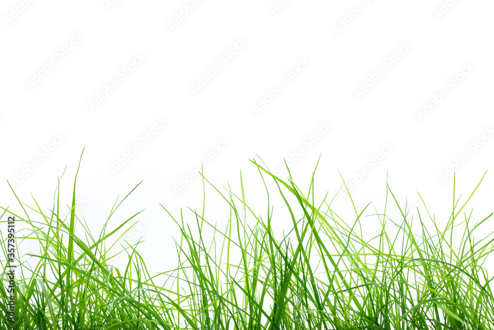 Fototapeta premium Frische Grashalme auf weißem Hintergrund