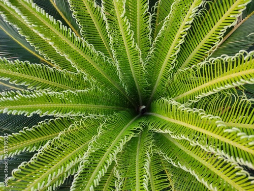 Phoenix roebelenii (Pygmy Date Palm)  plant leaves | green leaves|	
