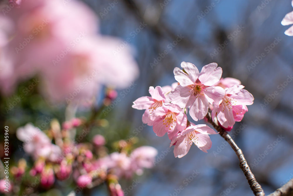 桜
