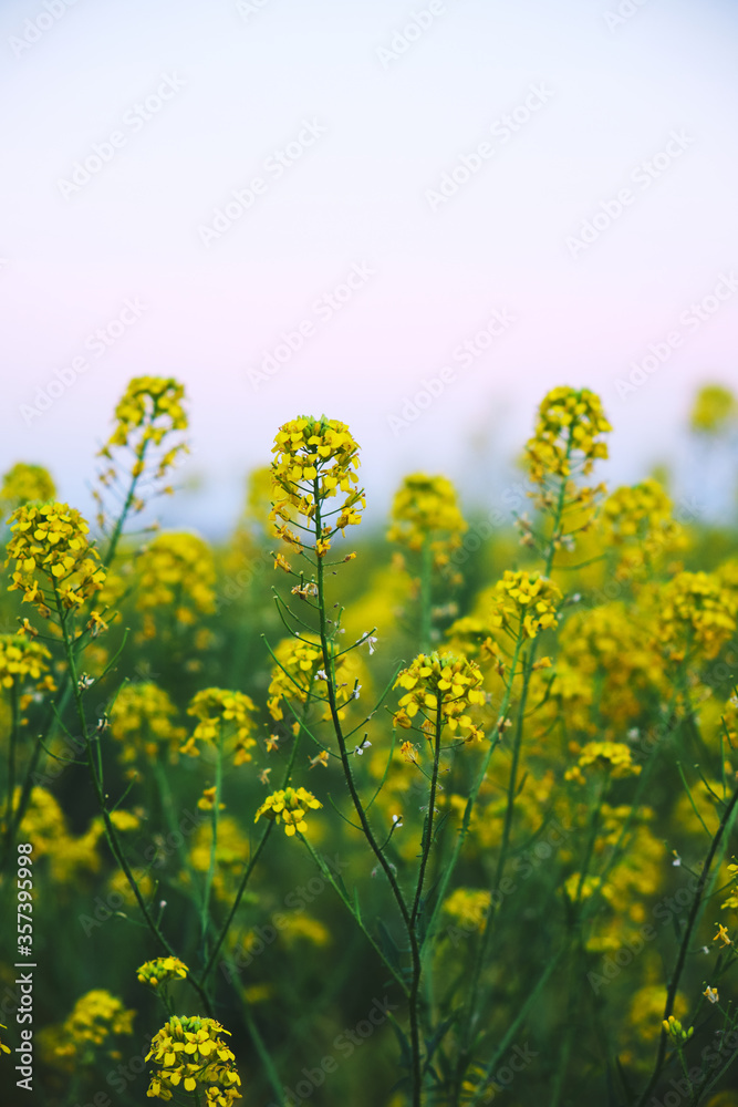 Rapeseed field, background, blooming culture of rape at sunset. Rapeseed field, background, blooming culture of rape at sunset.